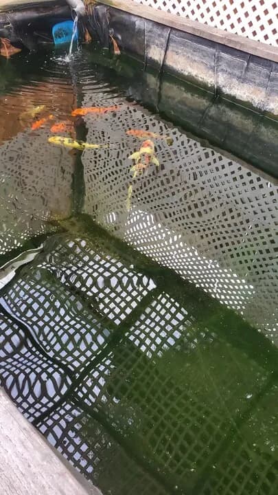 잉어 팝니다
					기타
					한인타운 윌셔 크렌샤