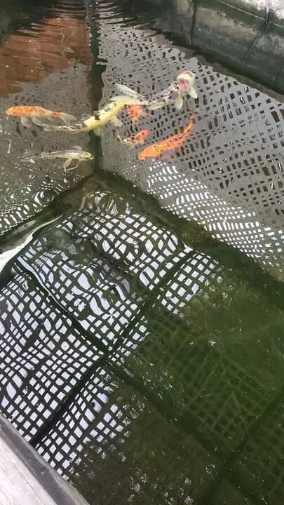 잉어 팝니다
					기타
					한인타운 윌셔 크렌샤