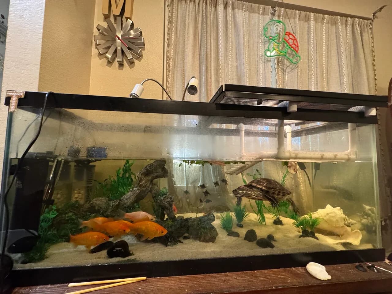 거북이. 금붕어 입양 무료 ( Tank 포함 )
					무료나눔
					Hacienda Heights