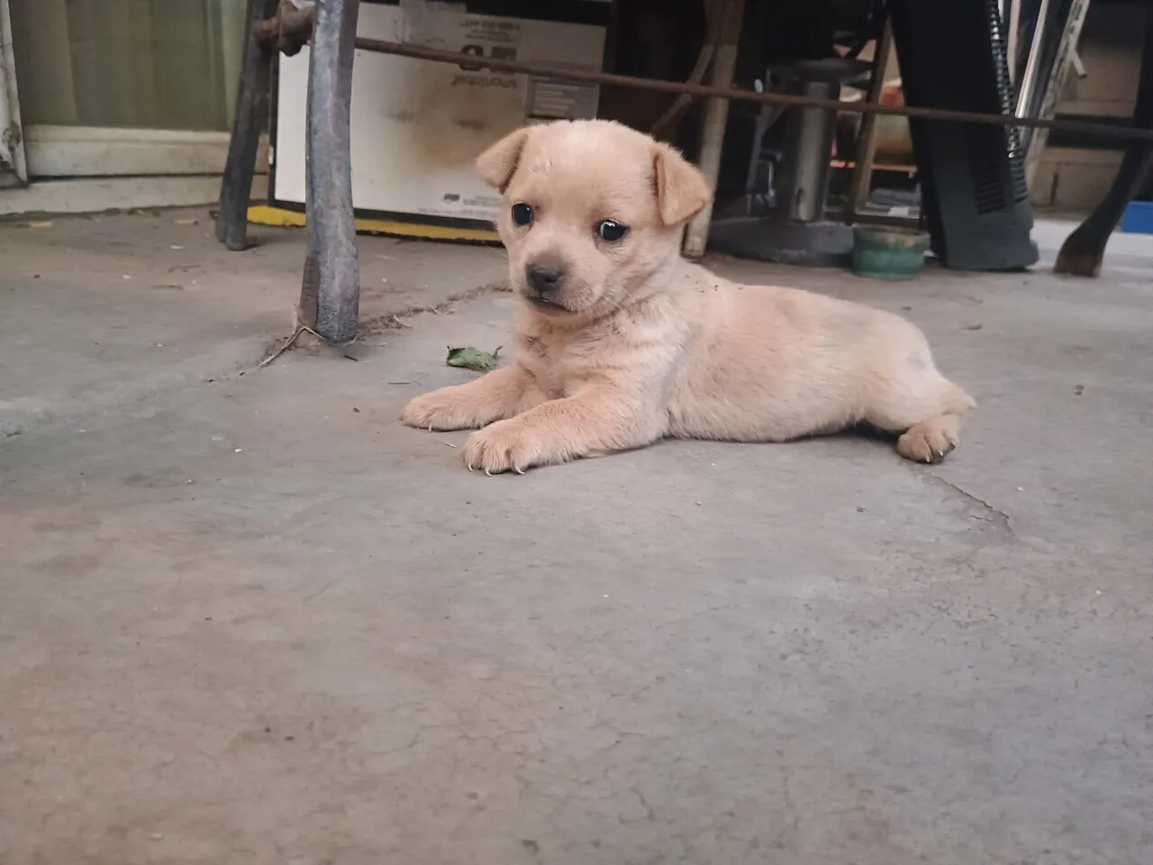 이제 1 달된 암컷 여자 아이 말티즈 강아지 댕댕이 입양 드립니다. 연락주세요.
					기타
					오렌지 카운티