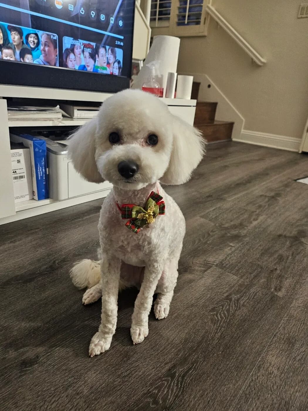 말티푸 15개월 여아
					기타
					플러튼