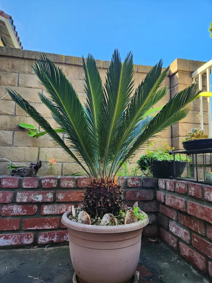 7년소철 관상 식물
					기타
					세리토스