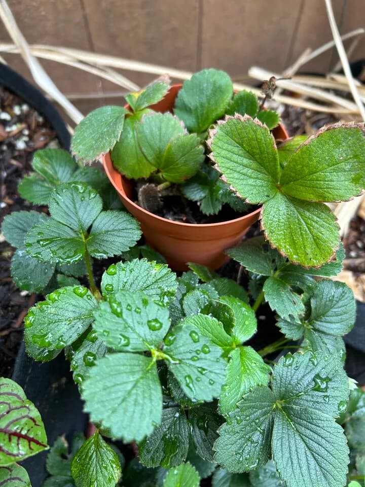 삼채, 딸기 모종
					무빙세일
					플러튼