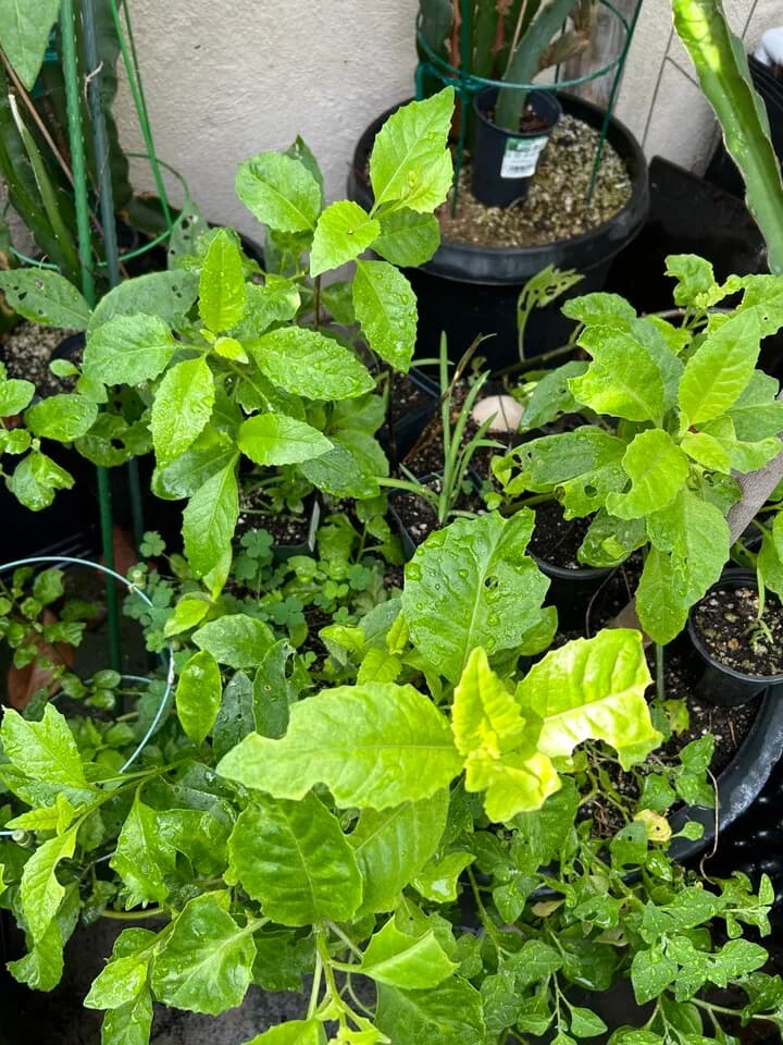 명월초 무료 나눔
					무빙세일
					Fullerton