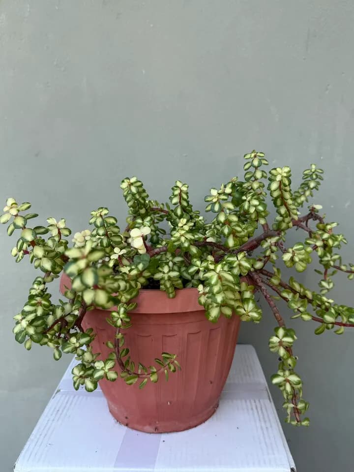 화분
					기타
					한인타운