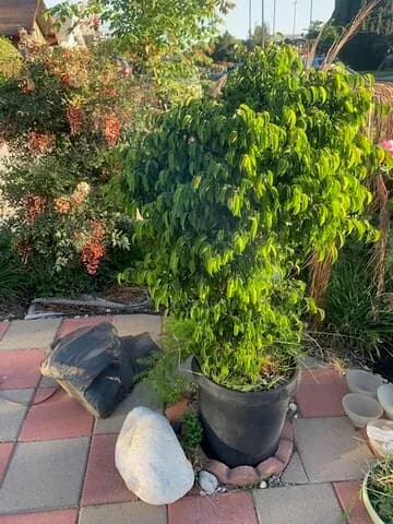 식물 큰사이즈 화분입니다
					무빙세일
					Los Angeles