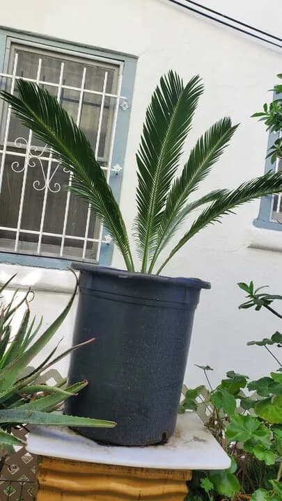 잉어 팝니다
					기타
					한인타운 윌셔 크렌샤