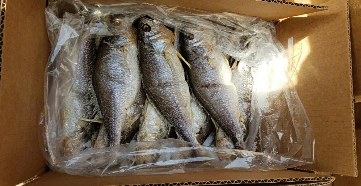 미국에서 제일 많이 팔리는 굴비
					기타
					전 미국