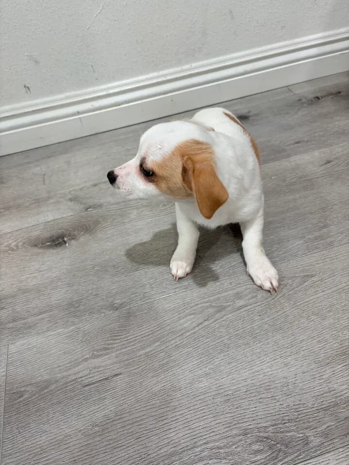 강아지 무료
					무료나눔
					Los Angeles