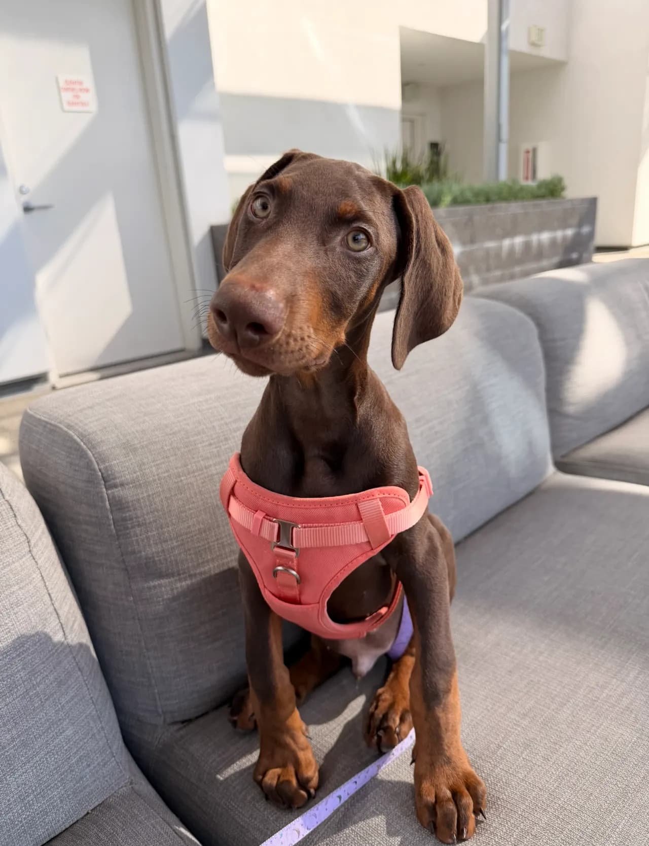 male brown doberman puppy rehoming
					기타
					Los Angeles