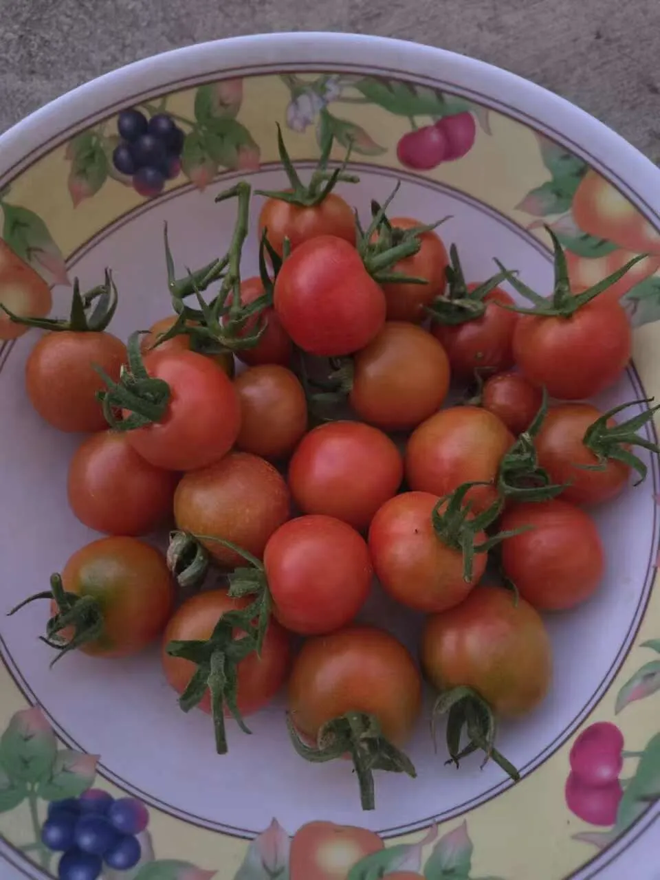 방울토마토 모종 ???? ????
					기타
					Buena Park